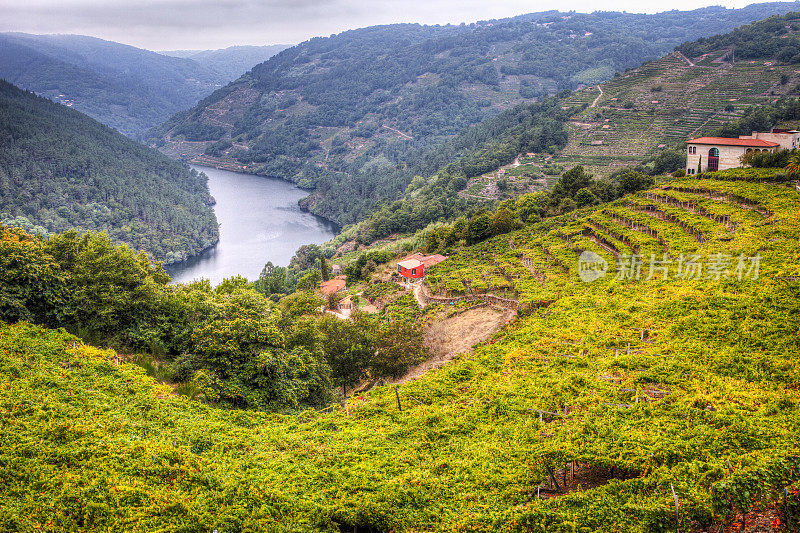 在Ribeira Sacra的葡萄园，Miño河